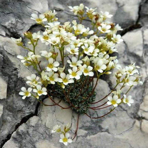 Saxifraga Rockface
