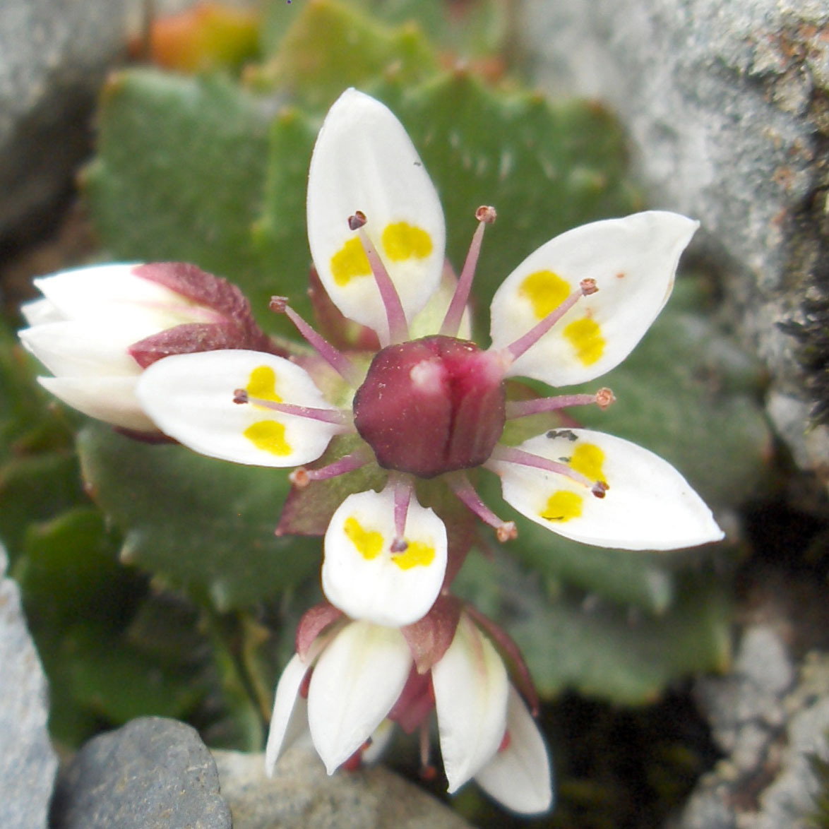 Saxifraga Stellaris