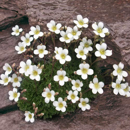 Saxifraga Vayredana1
