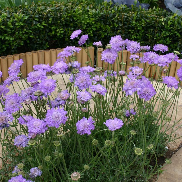 Scabious Misty Butterflies