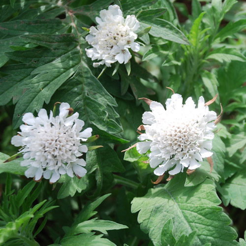 Scabious Incisa