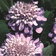 Scabiosa Lilac Wonder