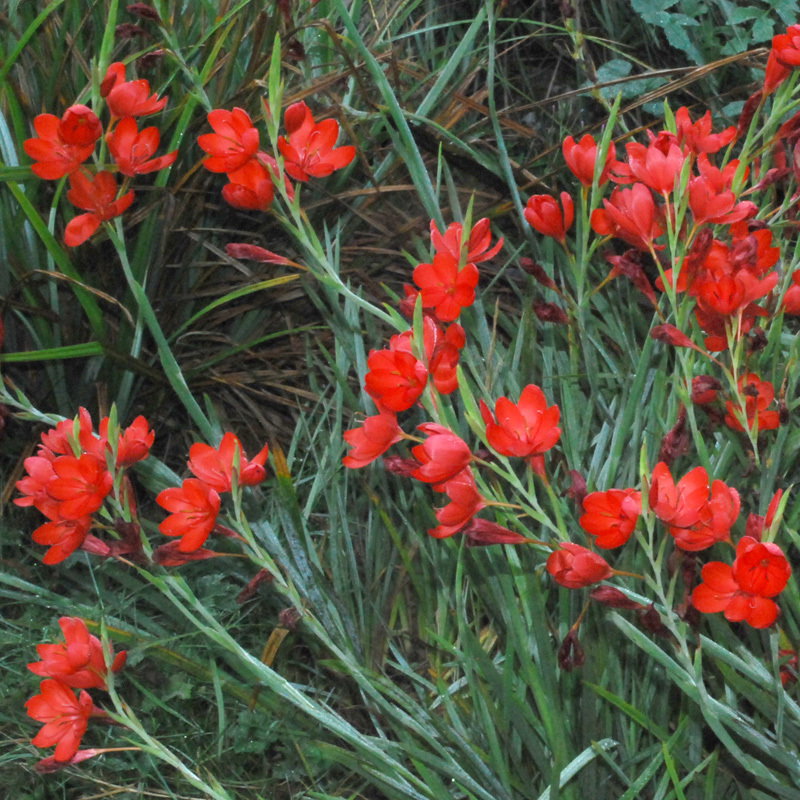 Schizostylis Major Red