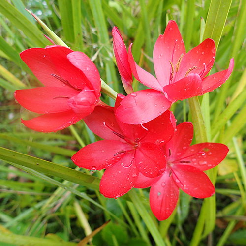 Schizostylis Red