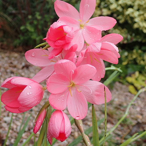 Schizostylis Dark Pink