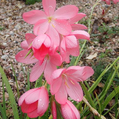 Schizostylis Dark Pink