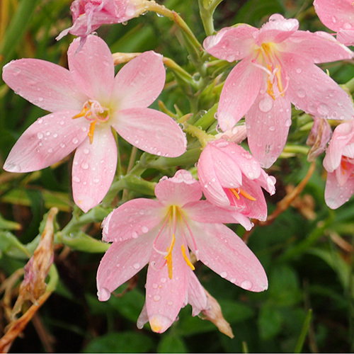 Scizostylis Pale Pink