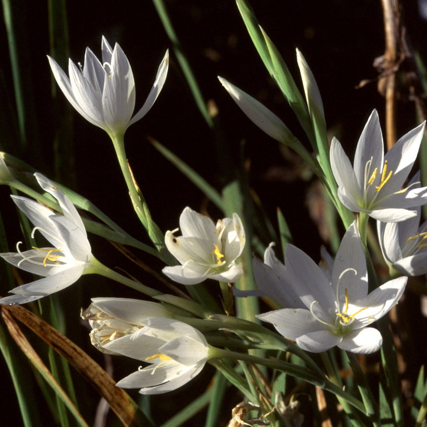 Schizostylis Snow Maiden