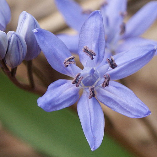 Scilla Bifolia