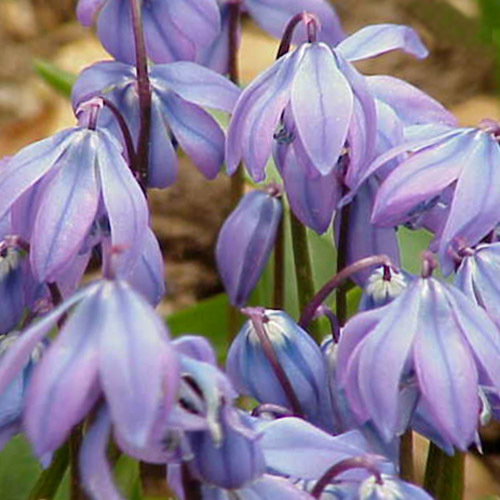 Scilla Greilhuberi