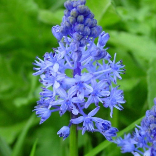 Scilla Litardierei