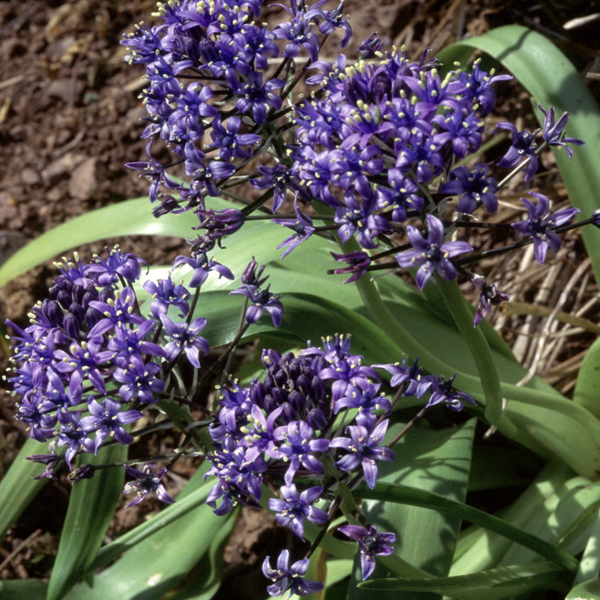 Scilla Peruviana