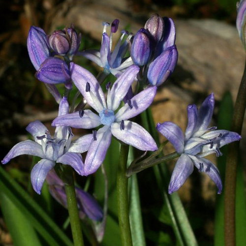 Scilla Reverchonii