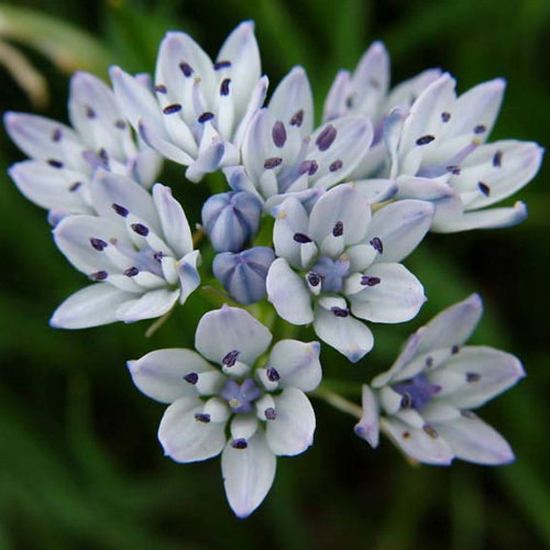 Scilla Verna