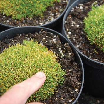 Scleranthus Uniflorus