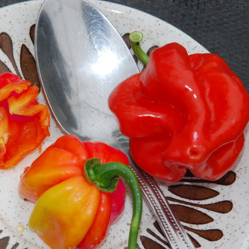 Scotch Bonnet Red