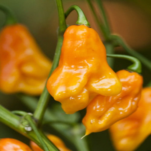 Yellow Scotch Bonnet