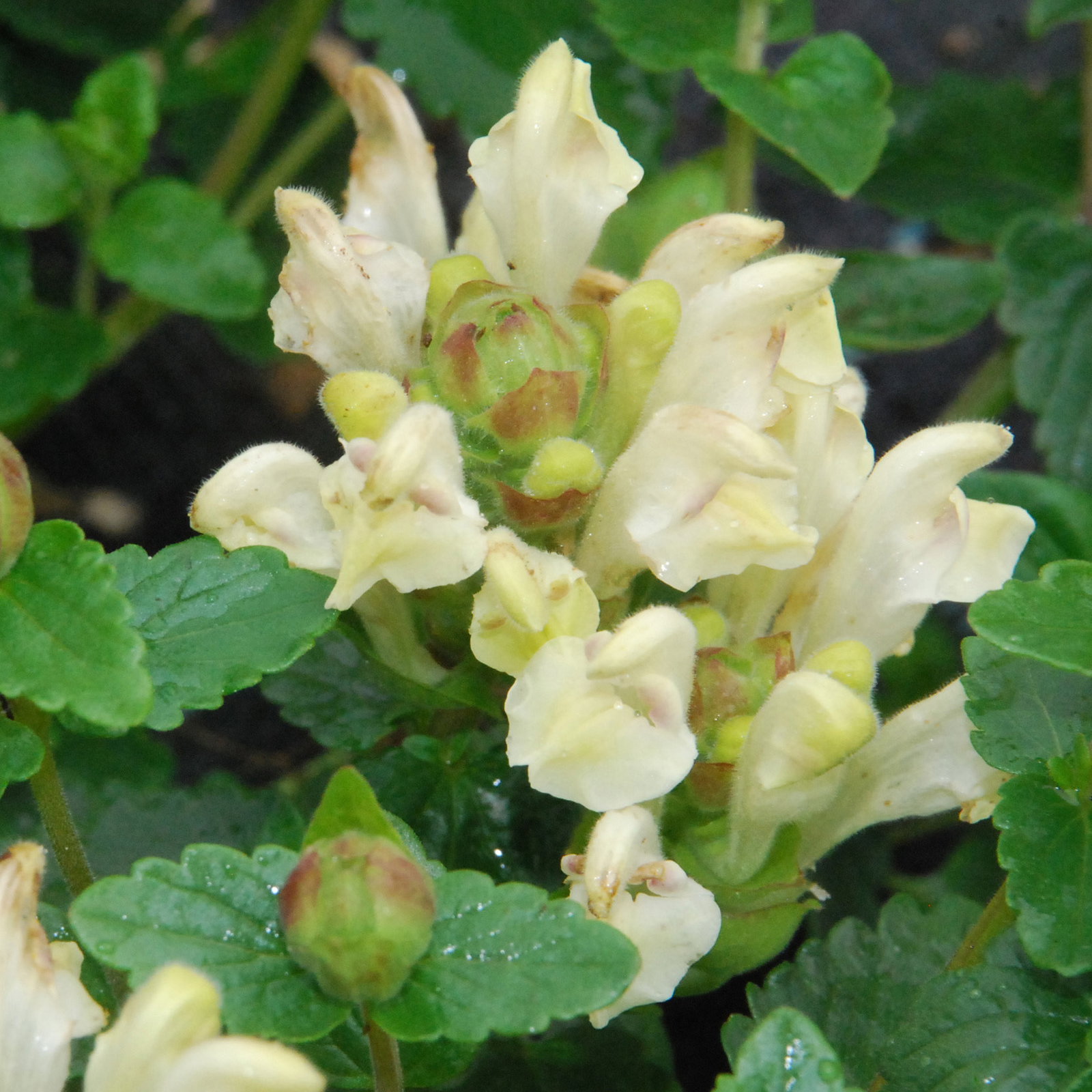 Scutellaria Alpina Moonbeam2