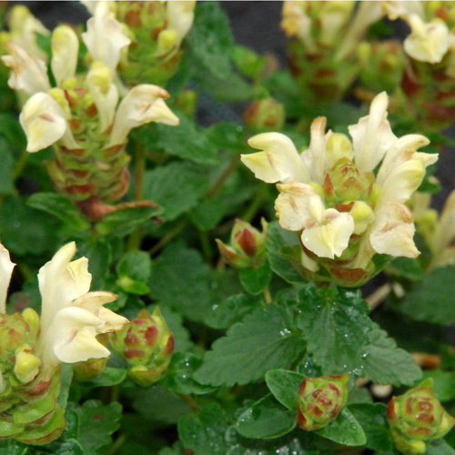 Scutellaria Alpina Moonbeam