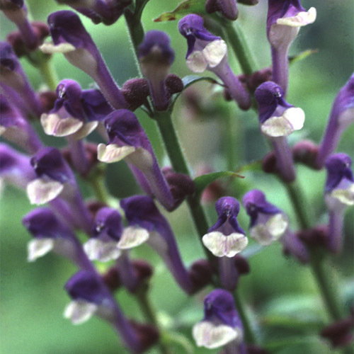 Scutellaria Altissima