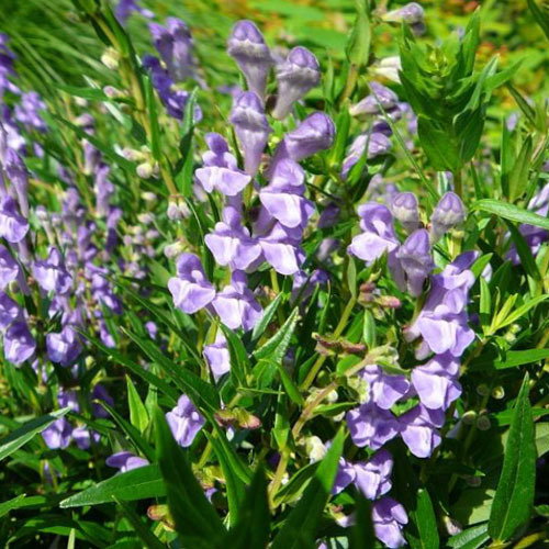 Scutellaria Baicalensis