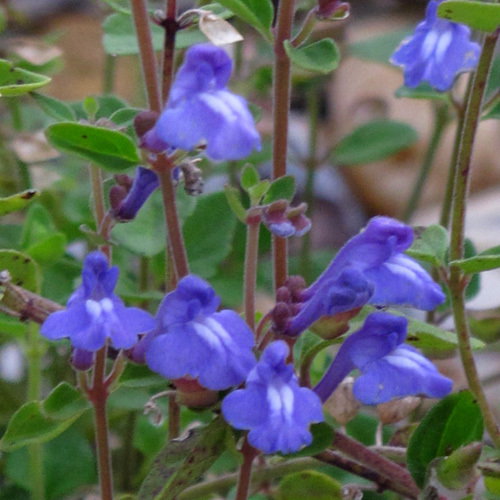 Scutelllaria Havanensis