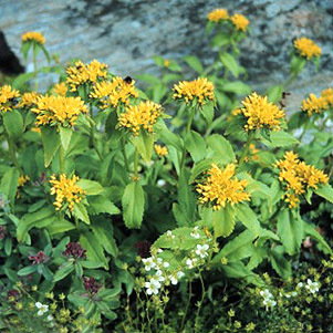 Sedum Aizoon