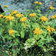 Sedum Aizoon