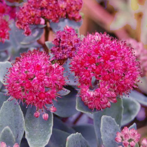 Sedum Emperors Cloak