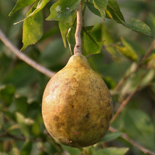 Bael Fruit
