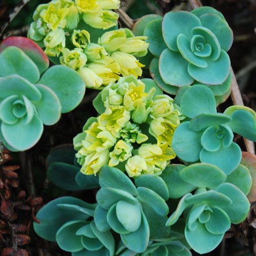 Sedum Pachyclados