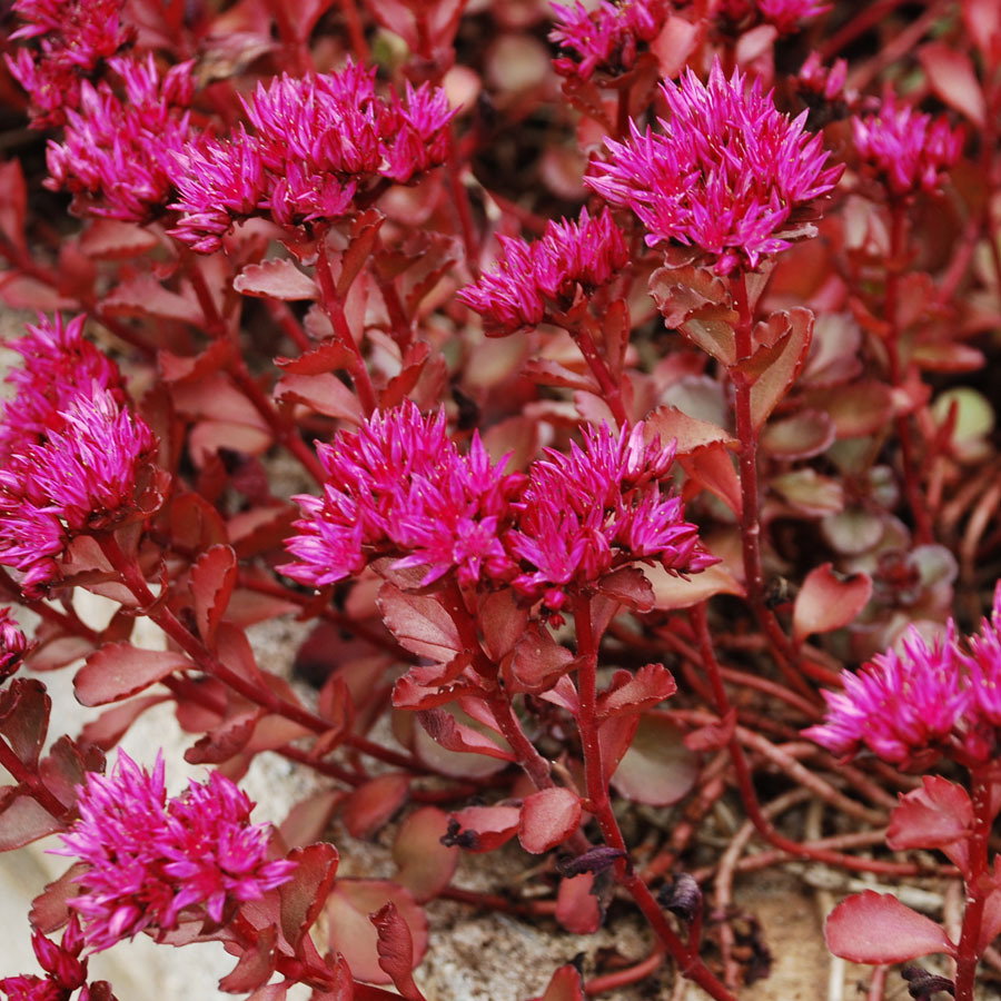 Sedum Spurium Voodoo