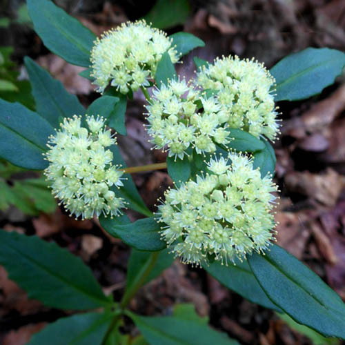 Sedum Viviparum