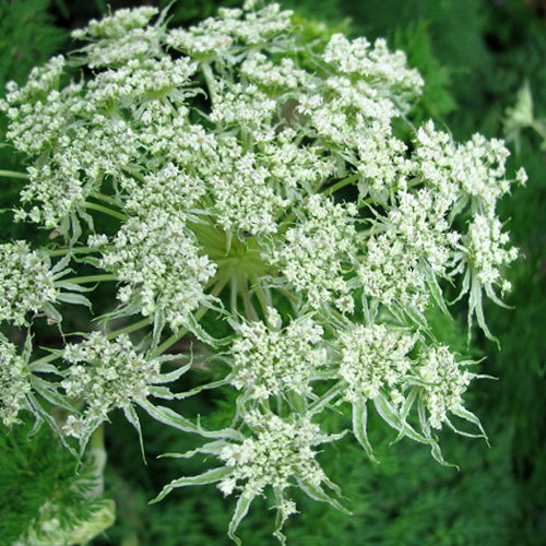 Selinum Wallichianum