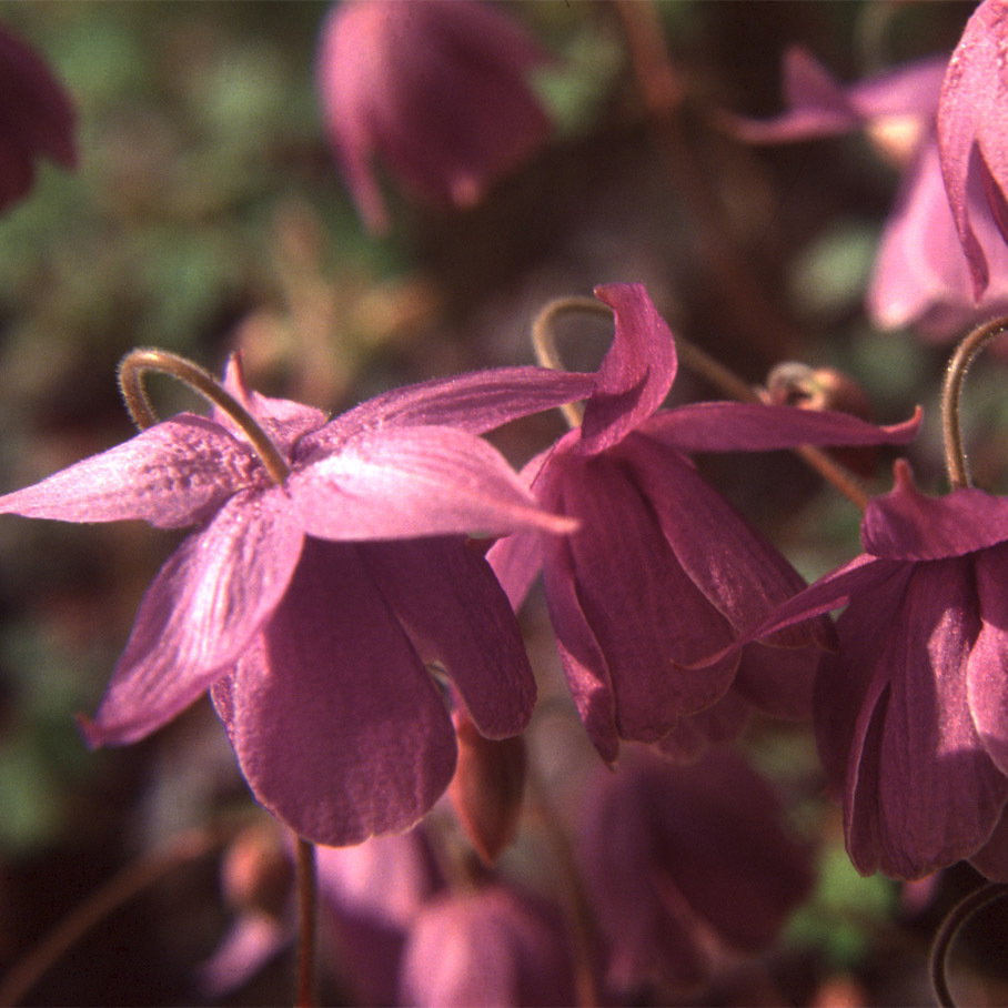Semiaquilegia Ecalcarata