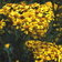 Senecio Goldplate