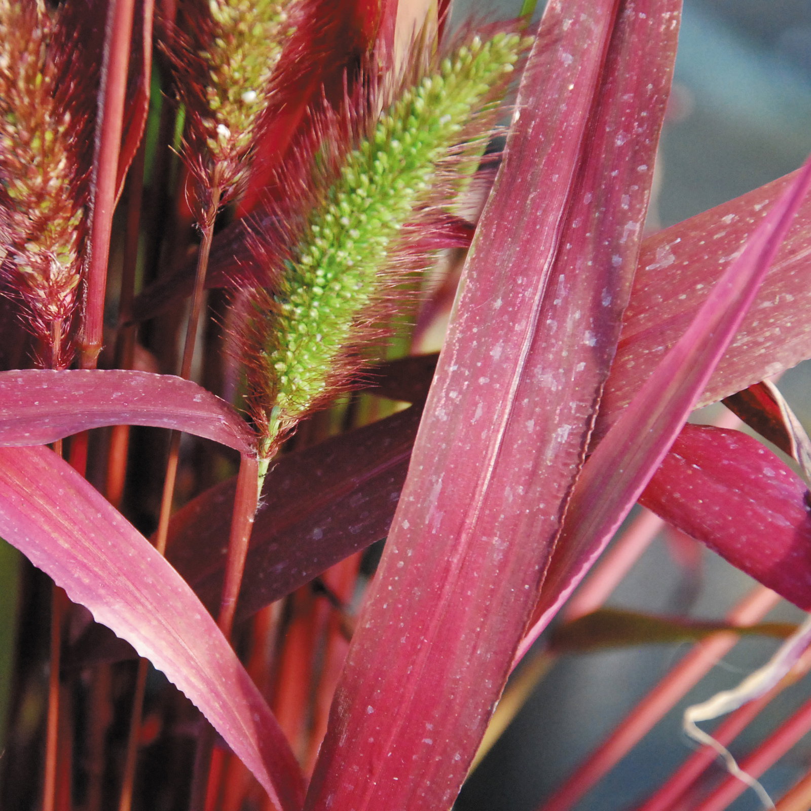 Setaria Machrostachya Will Scarlet