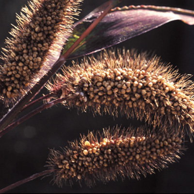 Setaria Macrostachya
