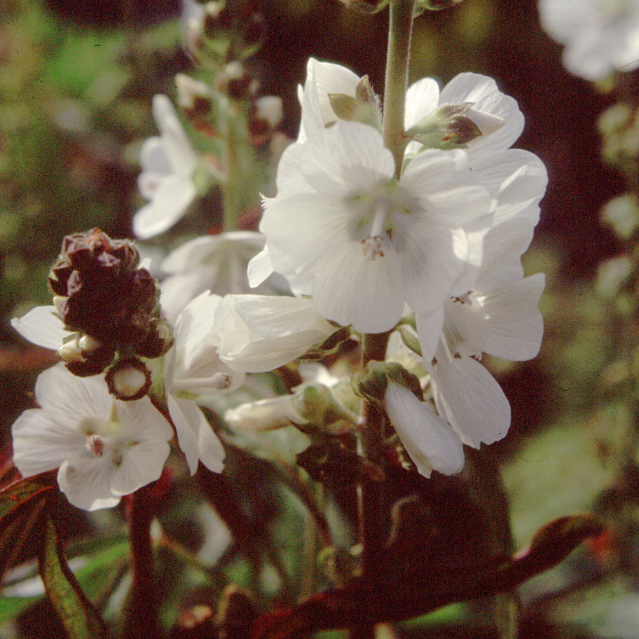Sidalcea Candida