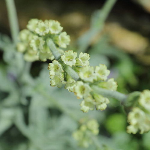 Sideritis Syriaca