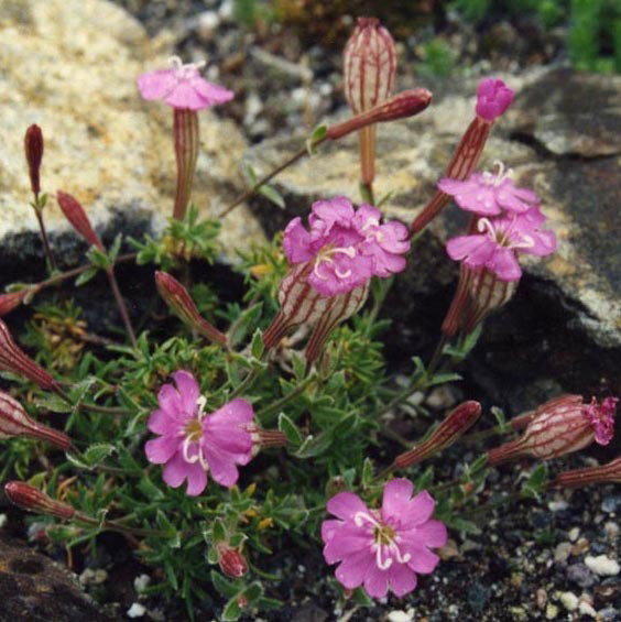Silene Argaea