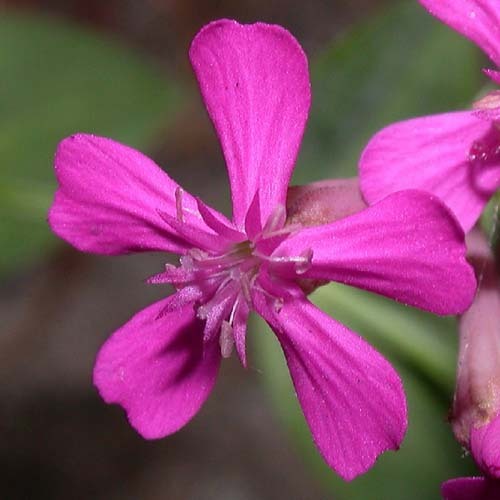 Silene Armeria