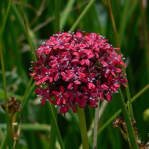 Silene Asterias