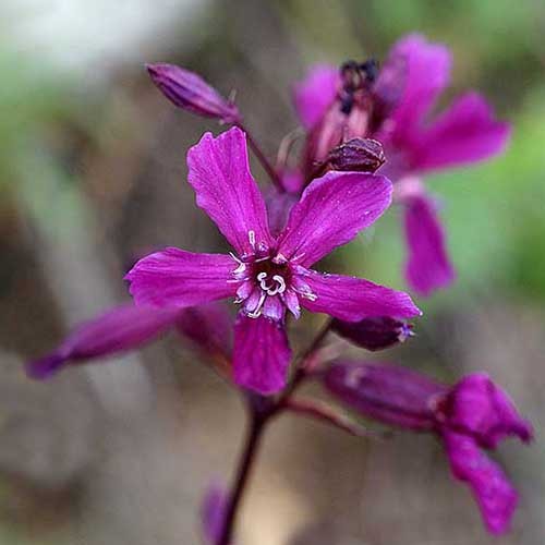 New Silene Atropurpurea