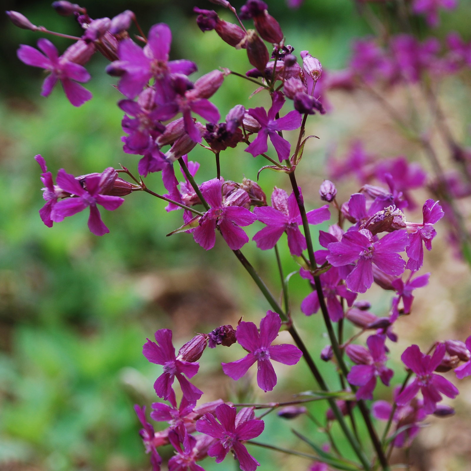Silene Atropurpurea