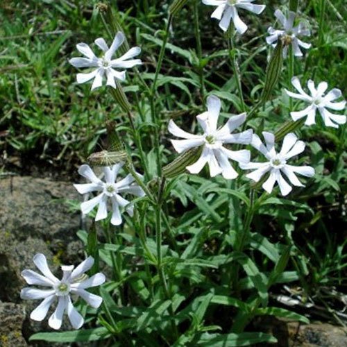 F Silene Bellidiodes