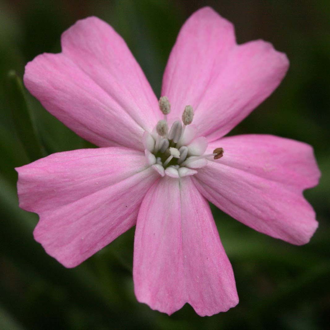 Silene Carolina