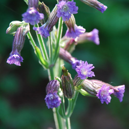 Silene Delavayi