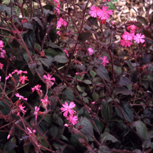 91 Silene Dioica