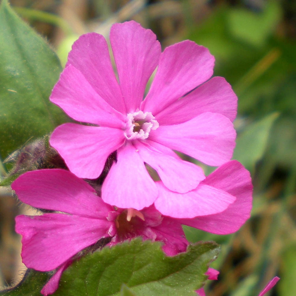 Silene Dioica